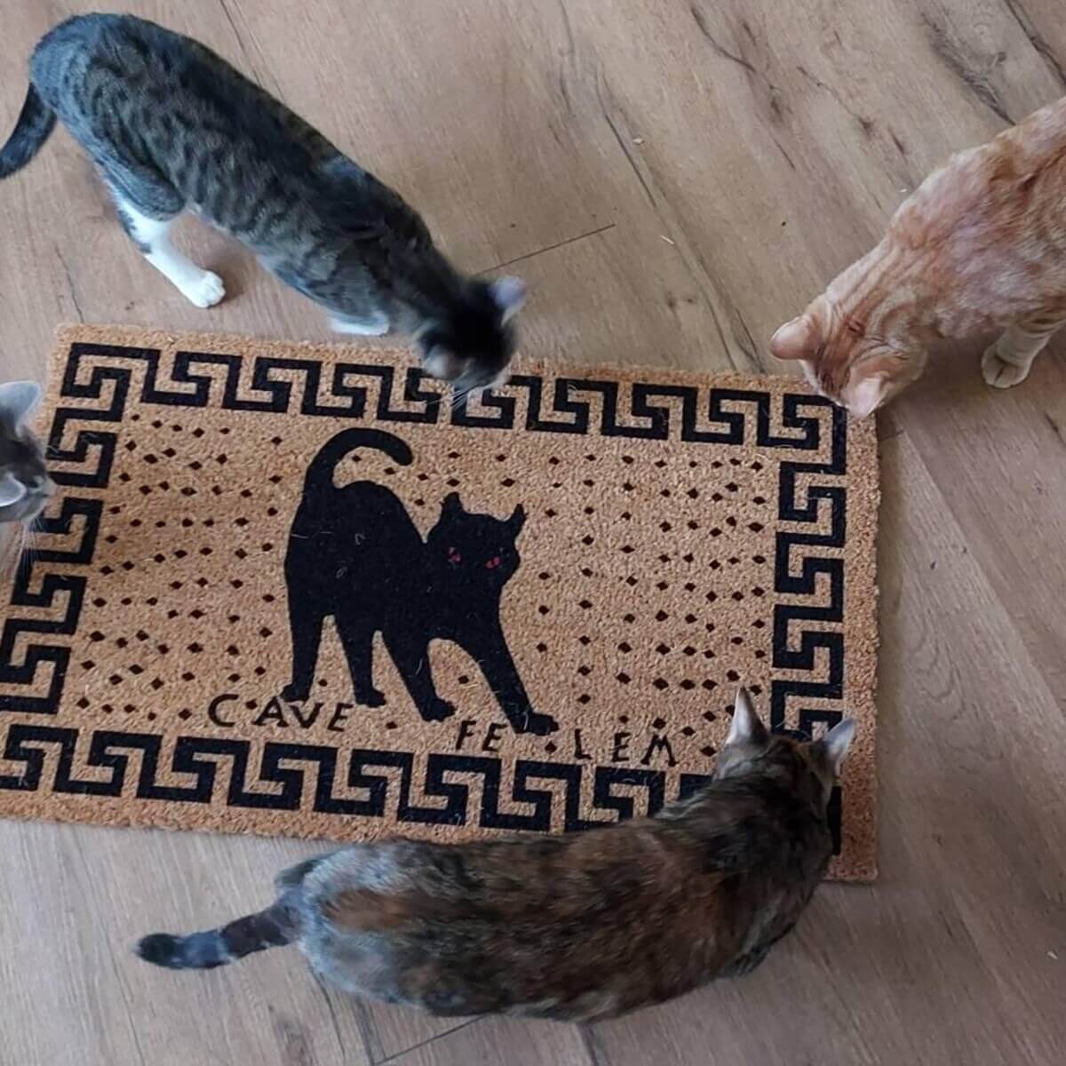 beware of cat coir fiber doormat surrounded by a clowder of three cats