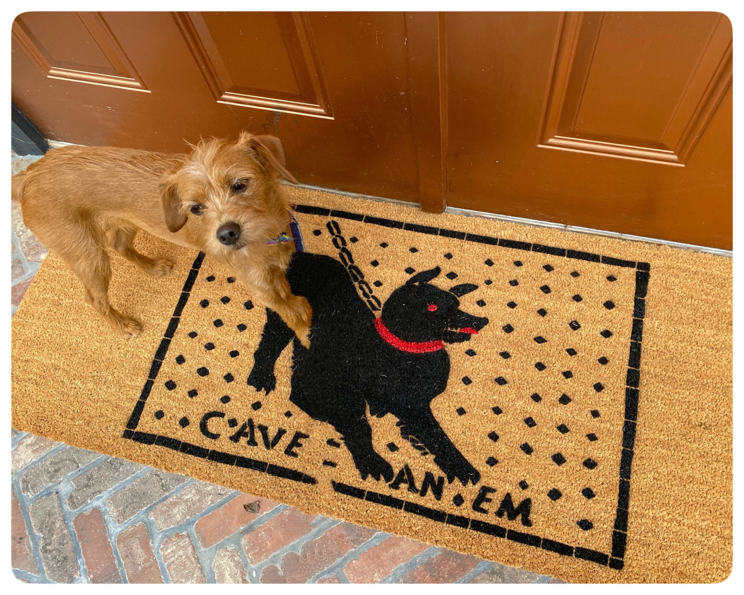 Tammy Sandwiches the rescue dog Terrier on a doublewide extra large damn good doormat with ancient pompeii beware of dog art history nerd gift