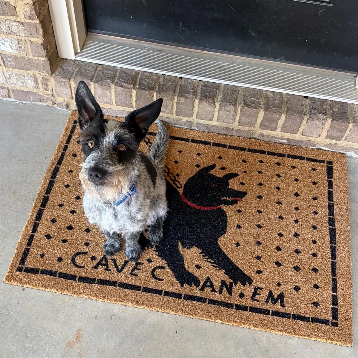 cute terrier dog on a coir version of the pompeii mosaic cave canem doormat