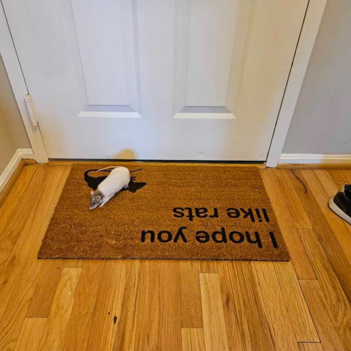 I hope you like rats doormat with a live rat sitting on it
