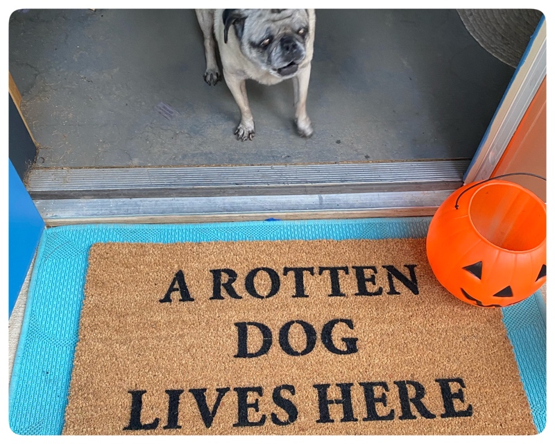  rotten dog lives here halloween doormat witha fawn pug at a Halloween decorated doorway